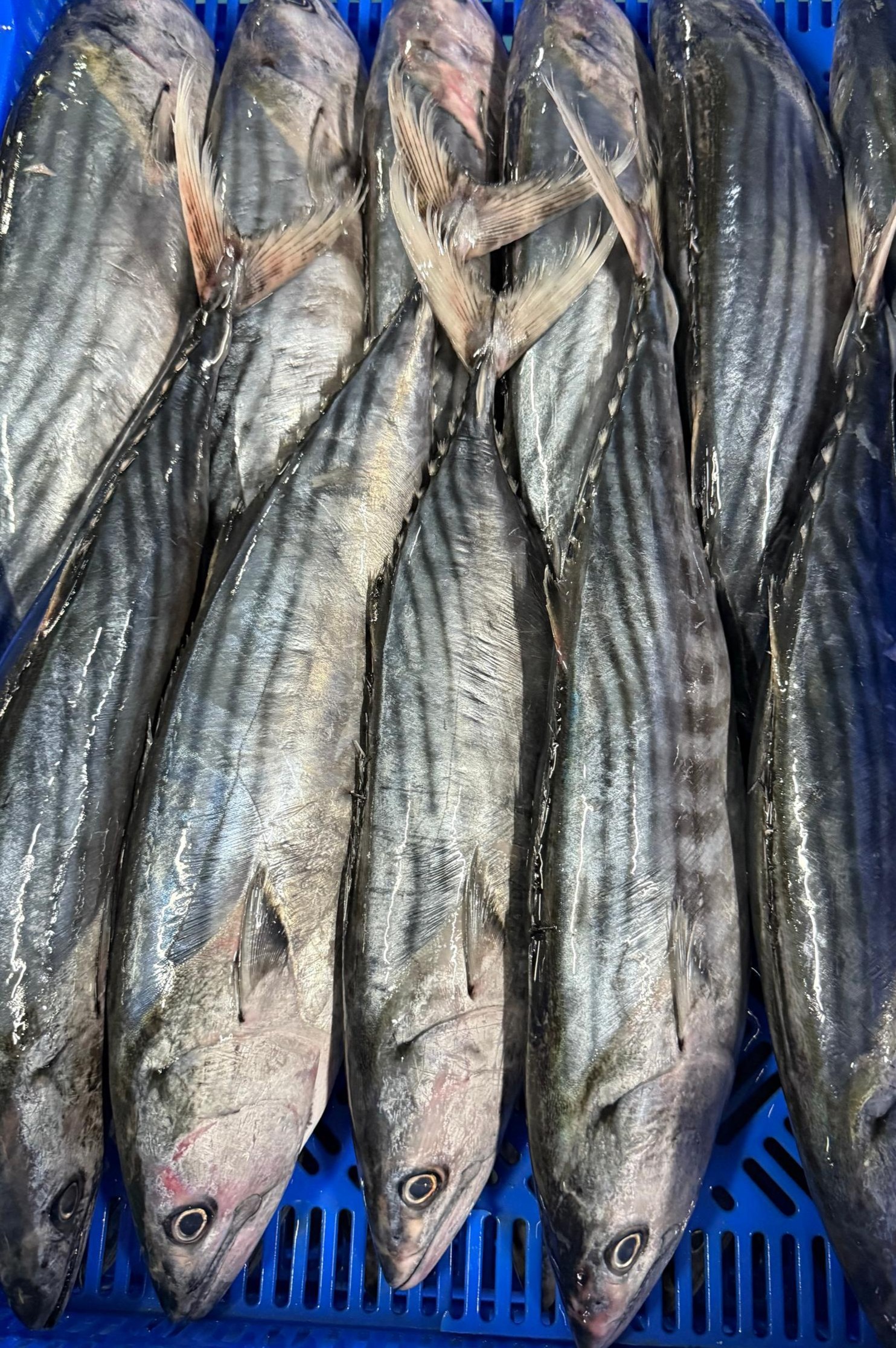 Bonito del Atlántico