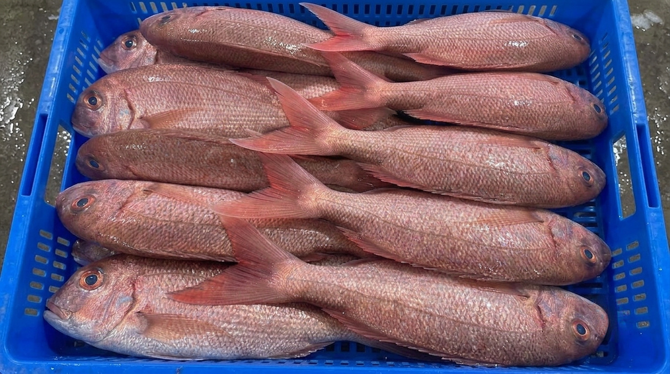Pargos